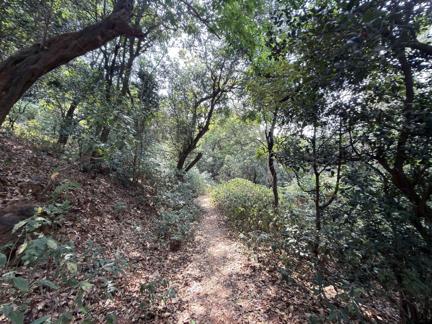 Shaded forest trail descending into Matheran